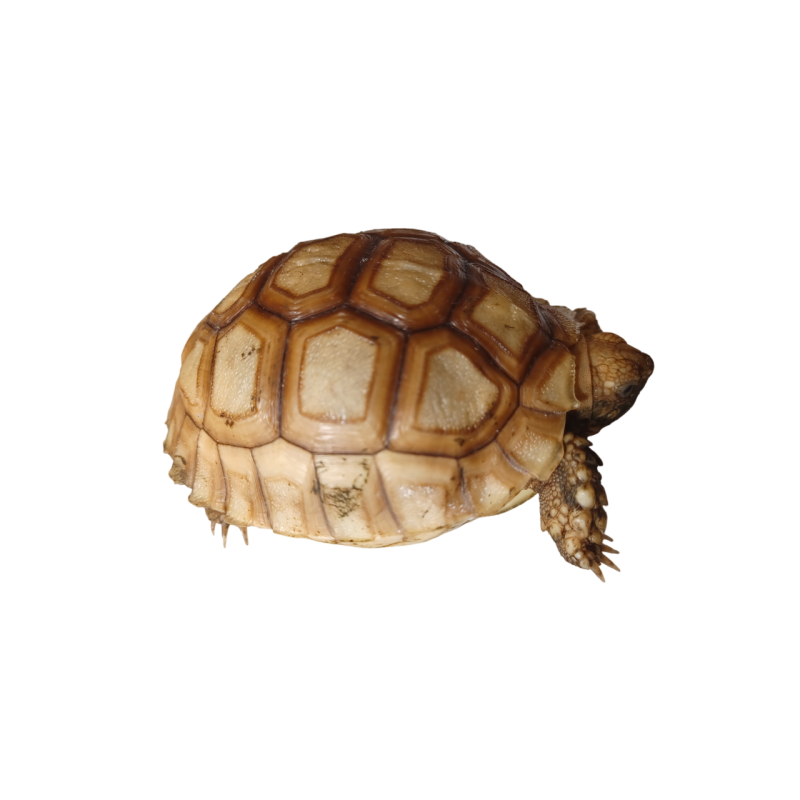 Centrochelys Sulcata 6 - 7cm