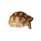 Centrochelys Sulcata 6 - 7cm